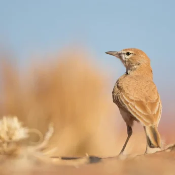 Dune Lark, Sossusvlei Desert Lodge, Sossusvlei, Namibia