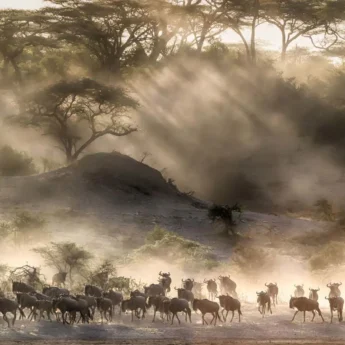 Great Wildebeest Migration, The Serengeti, Tanzania