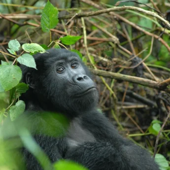 Gorilla in the Forest, Gorilla Habituation Experience