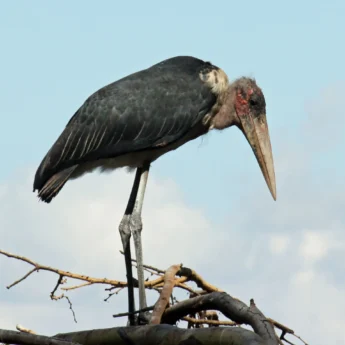 Marabou Storks Embrace Urohydrosis
