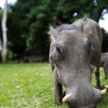 Warthog Grazing on Grass