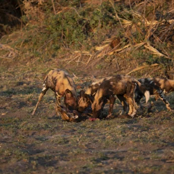 battle of botswana emma yellow zebra safaris 1