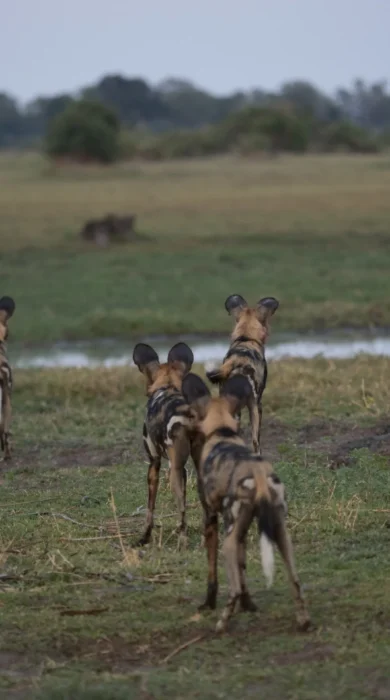 battle of botswana emma yellow zebra safaris 2
