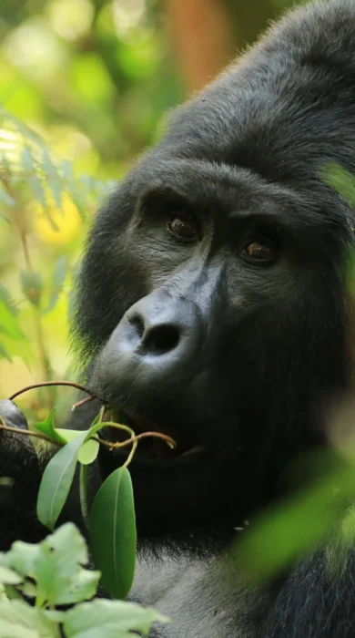 gorilla trekking uganda africa yellow zebra safaris