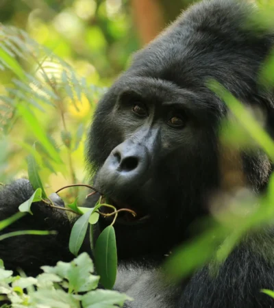 gorilla trekking uganda africa yellow zebra safaris