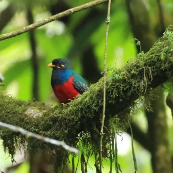 bar tailed trogon birding yellow zebra safaris