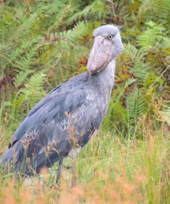 Shoebill stork uganda birding safari yellow zebra