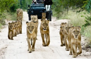 lions sabi sands south africa yellow zebra safaris