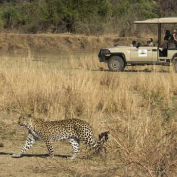 leopard south luangwa zambia yellow zebra safaris
