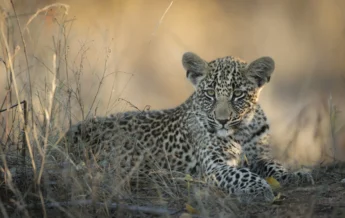 leopard singita sabi sands south africa yellow zebra safaris