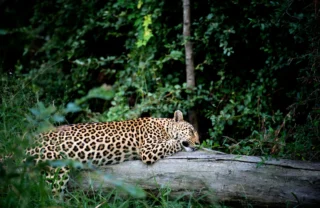leopard sabi sands south africa yellow zebra safaris
