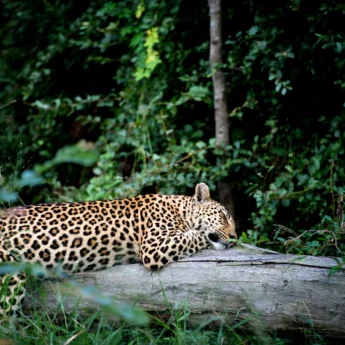 leopard sabi sands south africa yellow zebra safaris