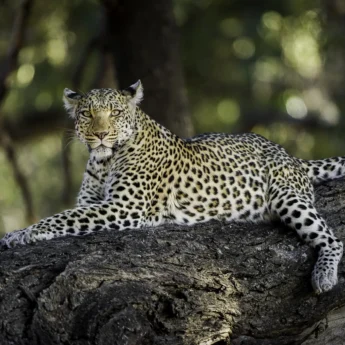 moremi leopards botswana yellow zebra safaris