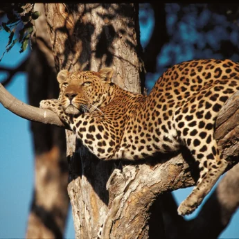 leopard serengeti tanzania yellow zebra safaris