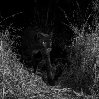 3black leopard laikipia kenya yellow zebra safaris