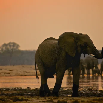 Top elephants africa hwange zimbabwe