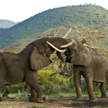 Copyright Beverly Joubert OlDonyo Wildlife Kenya 5731