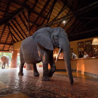 mfuwe lodge elephant zambia yellow zebra safaris