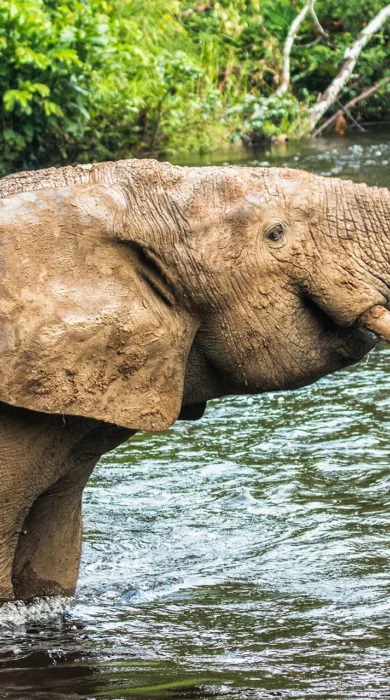 Top elephants africa odzala kokoua congo