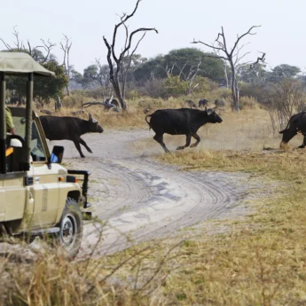 buffalo chobe game reserve botswana yellow zebra safaris