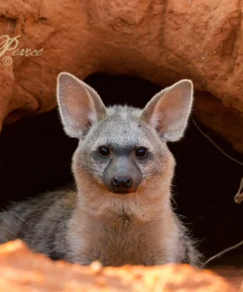 Aardwolf