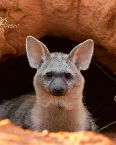 Aardwolf