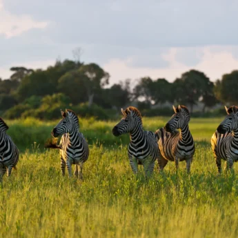 plains game botswana wildlife africa yellow zebra safaris