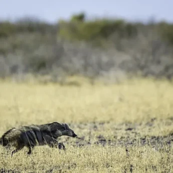Kalahari 2012 06 121