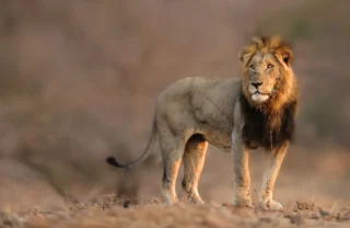 lion sweni south africa wildlife yellow zebra safaris