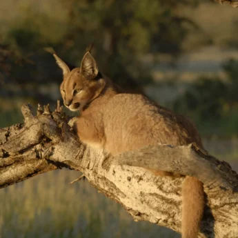 Caracal south africa wildlife yellow zebra safaris