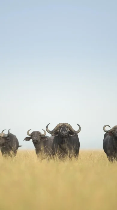 buffalo big five tanzania wildlife yellow zebra safaris