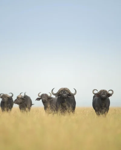 buffalo big five tanzania wildlife yellow zebra safaris