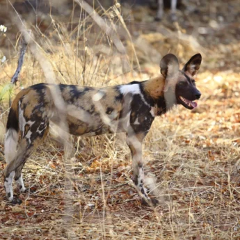 wild dog tanzania wildlife yellow zebra safaris