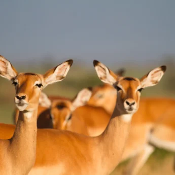 impala tanzania wildlife yellow zebra safaris