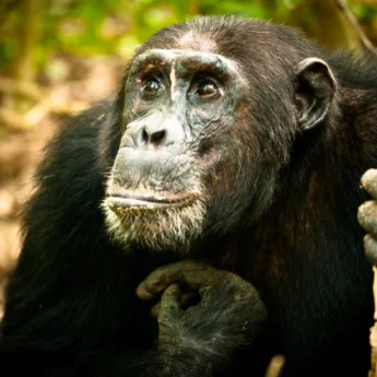 chimpanzee mahale wildlife tanzania wildlife yellow zebra safaris
