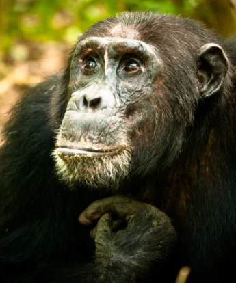 chimpanzee mahale wildlife tanzania wildlife yellow zebra safaris