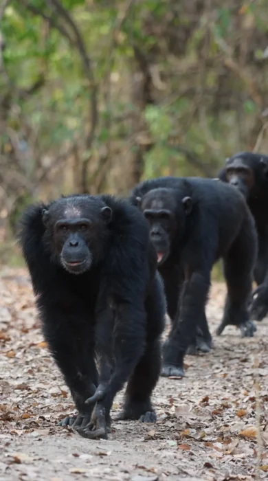 chimpanzees mahale wildlife tanzania wildlife yellow zebra safaris