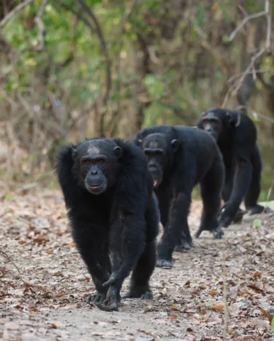 chimpanzees mahale wildlife tanzania wildlife yellow zebra safaris