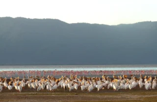 flamingoes pelicans birdlife tanzania wildlife yellow zebra safaris