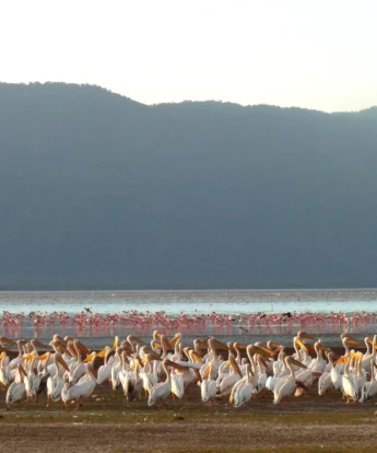 flamingoes pelicans birdlife tanzania wildlife yellow zebra safaris