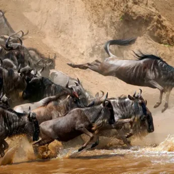 Tanzania trips to see the wildebeest migration