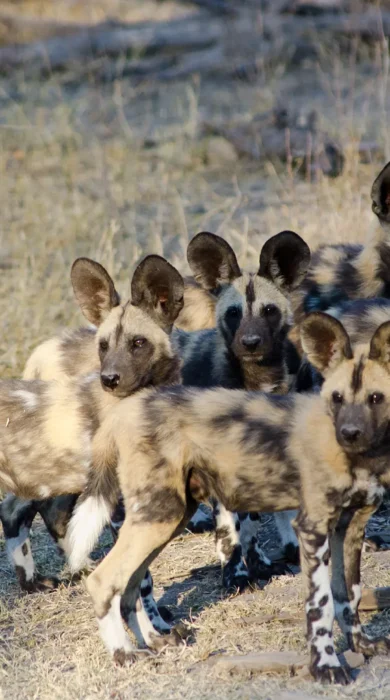 African Wild Dog pups, Botswana Safari, Africa