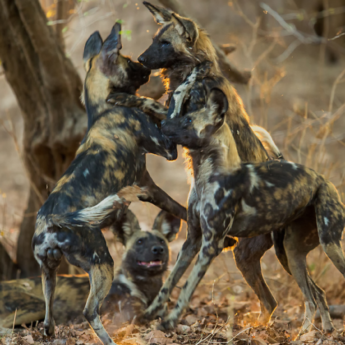African Wild Dogs in Mana Pools, Zimbabwe