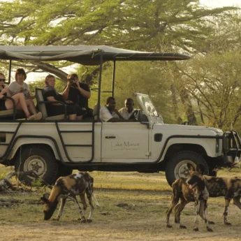 Wild Dog, Lake Manze Tented Camp, Selous, Tanzania