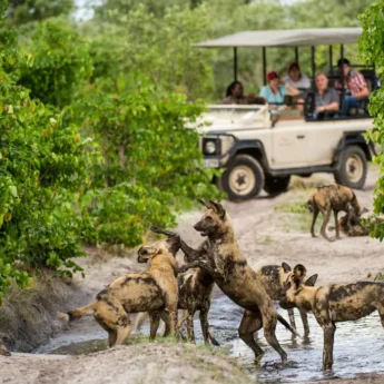 African Wild Dog in the Linyanti, Botswana
