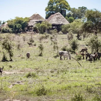Wildlife, Kidepo Valley National Park, Uganda
