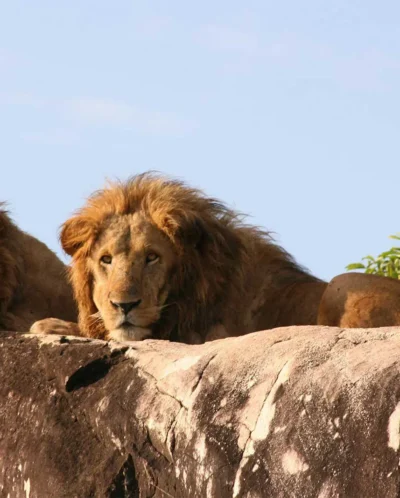 Male lions, Kidepo Valley National Park, Uganda