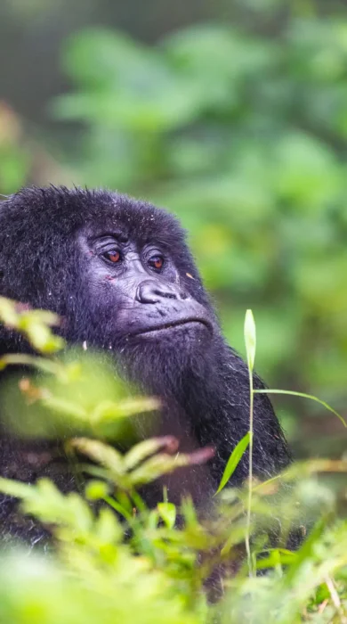 Gorilla spotting, Sabyinyo Silverback Lodge, Rwanda