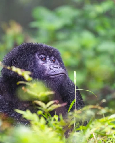 Gorilla spotting, Sabyinyo Silverback Lodge, Rwanda