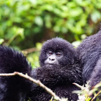 Gorillas, Sabyinyo Silverback Lodge, Rwanda